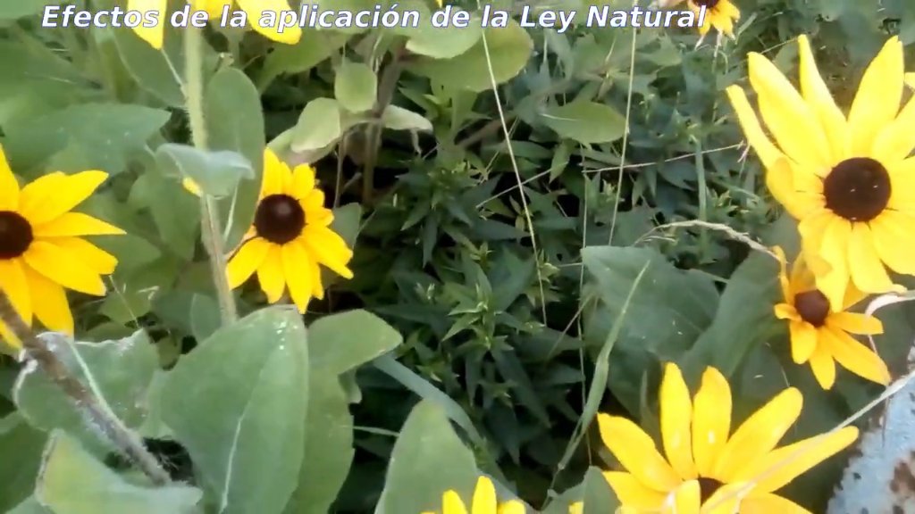 Preview image for verdadero en espanol