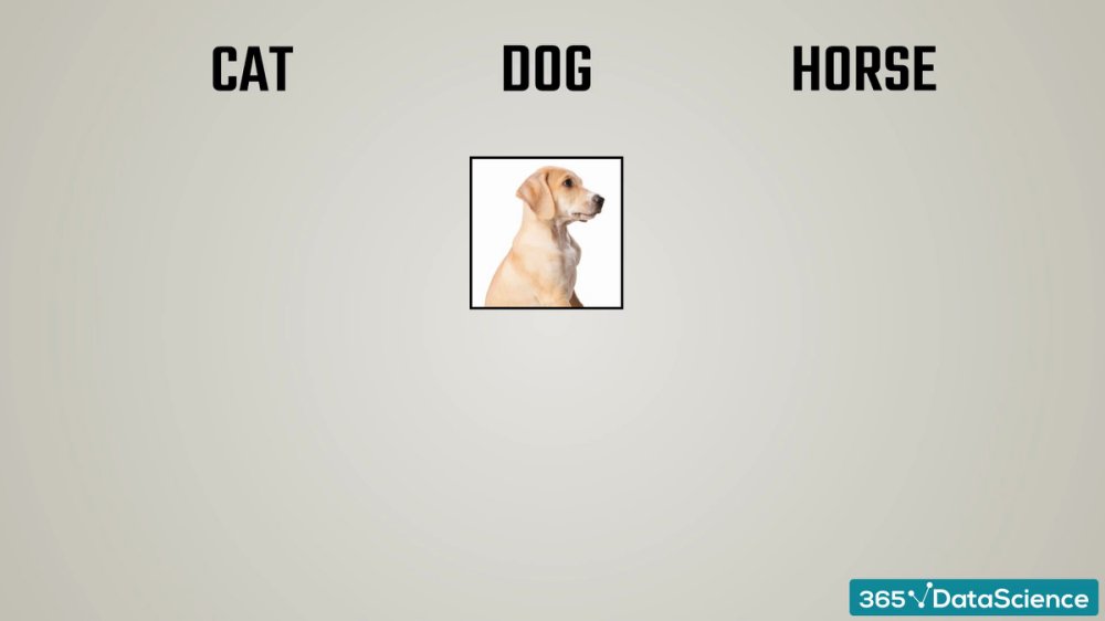 Preview image for [hacksnation.com] -- [365 data science] programming for data science