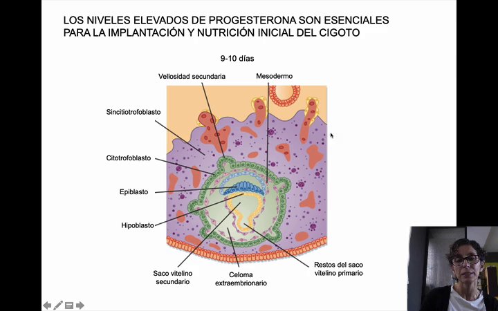 Preview image for hormonas sexuales femeninas y embarazo