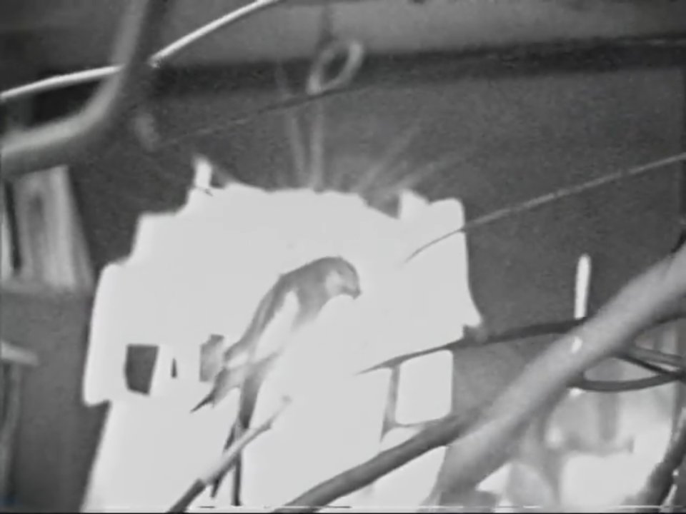 Preview image for mv